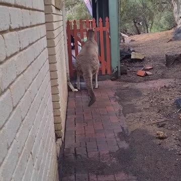 Kangaroo diaries only in Australia 🇦🇺