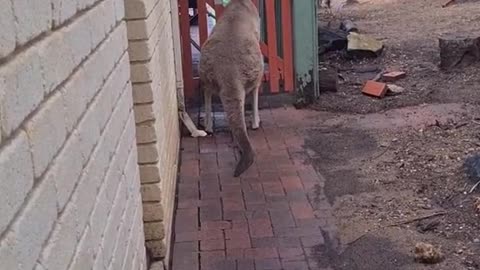 Kangaroo diaries only in Australia π¦πΊ
