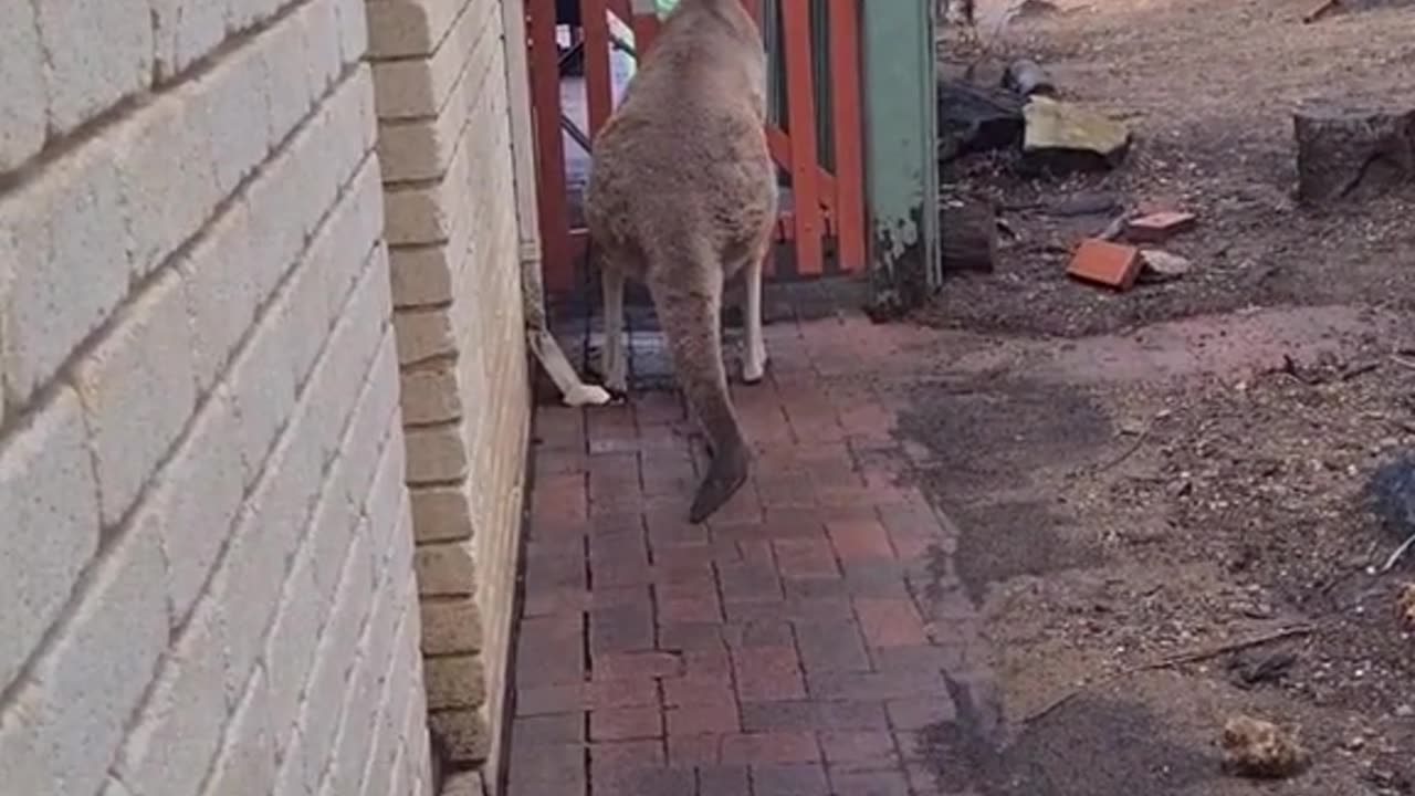 Kangaroo diaries only in Australia 🇦🇺