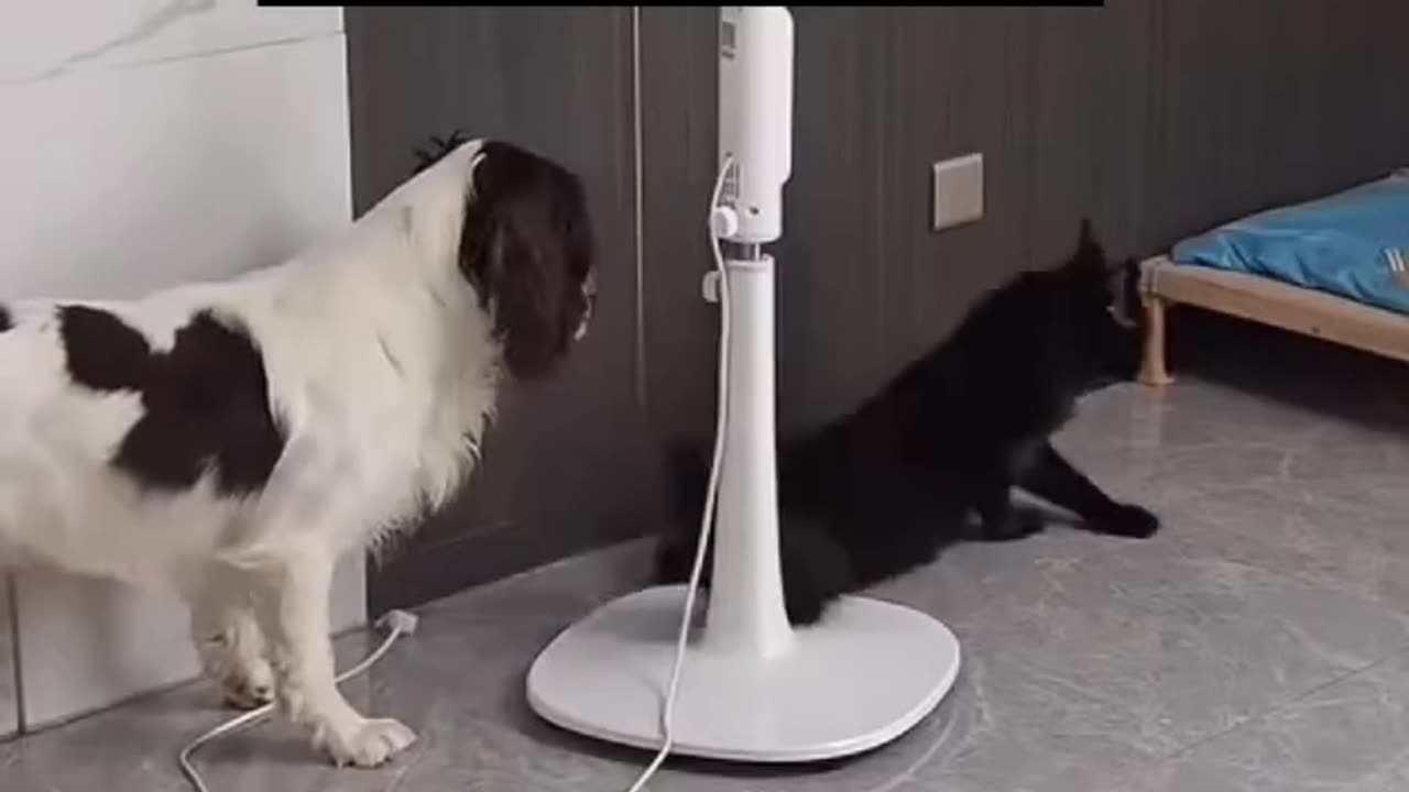 Chill Dog Gets Interrupted by a Jealous Cat! 🐶😼