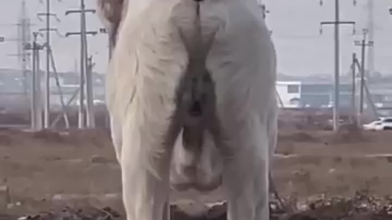 Extra Talented Dog 🐕😅