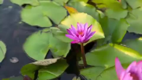 One and only fresh drinking water Lake in India