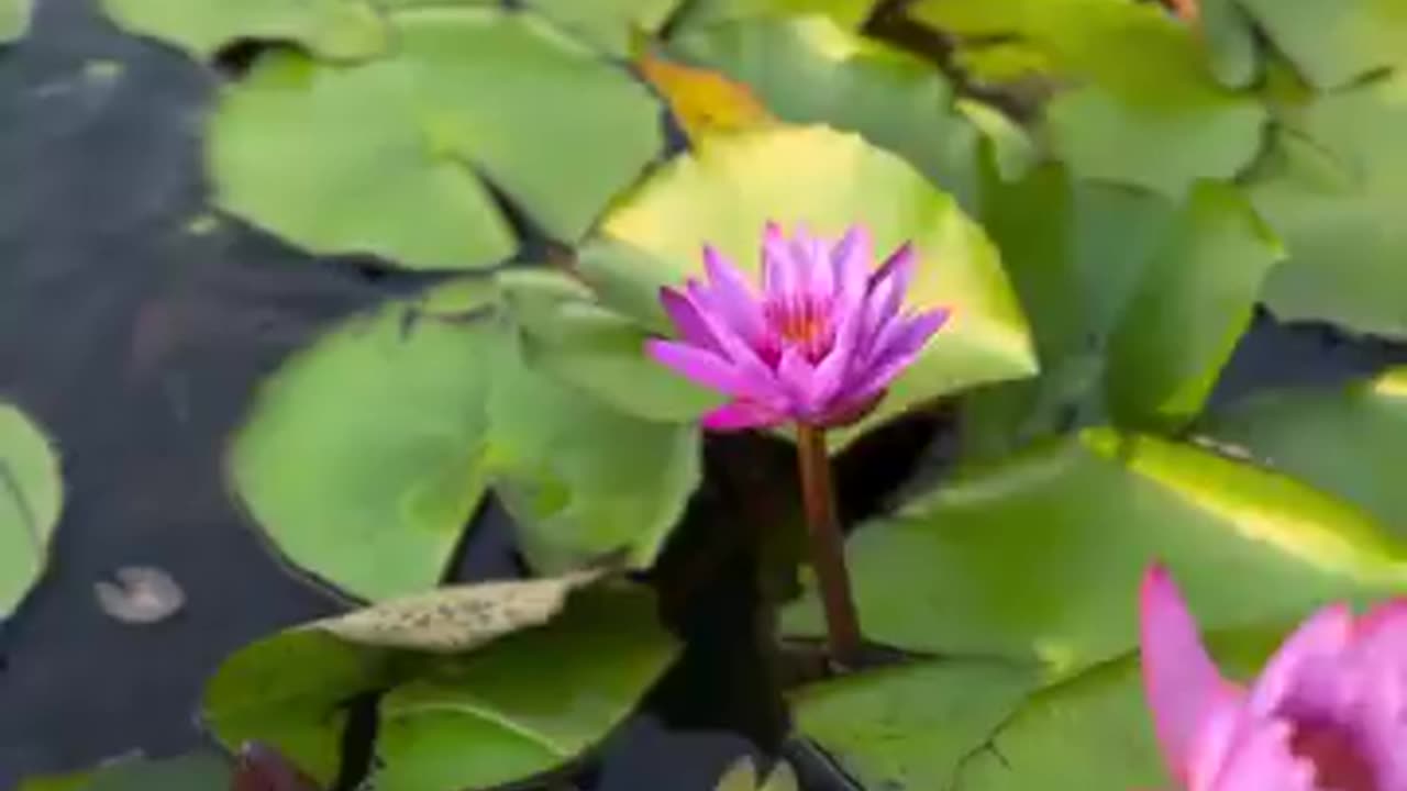 One and only fresh drinking water Lake in India