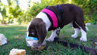TUBBY PUPPY - LUNCH IN THE PARK