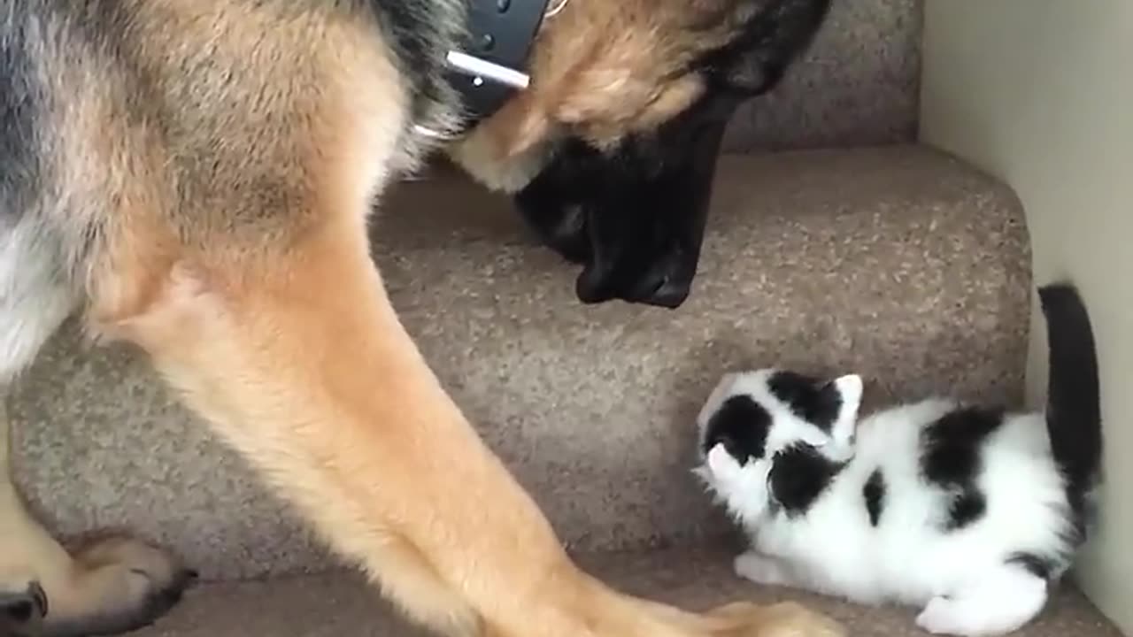 helpful german sheperd