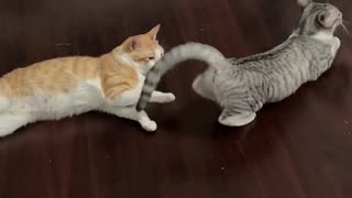 😂🐈 Mi gatita está en celo! You Won't Believe What Happens Next! | FunFM