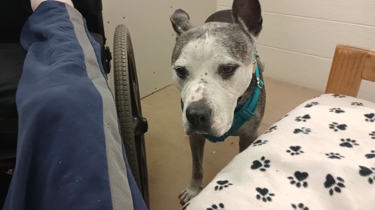 Rocky's our family doggie at our TRN store A volunteer brings Rocky with her every sunday20251123434