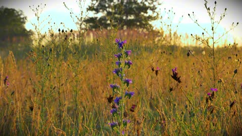 Sunny Meadow Bliss | Calming Birdsong for Stress Relief & Relaxation