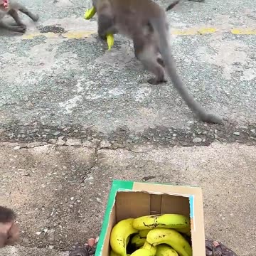 Monkeys Going Bananas! 🐒🍌
