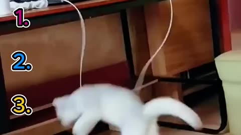 top 5 funny cat moments!!!😂😂😂