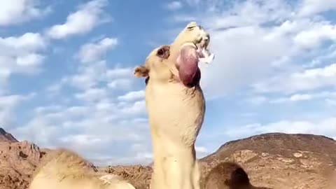 In the mating season of camels, the camel sticks out its tongue and makes the sounds of the gaze