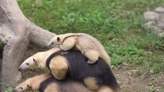 Anteater family - the father carries both his wife and child on his back