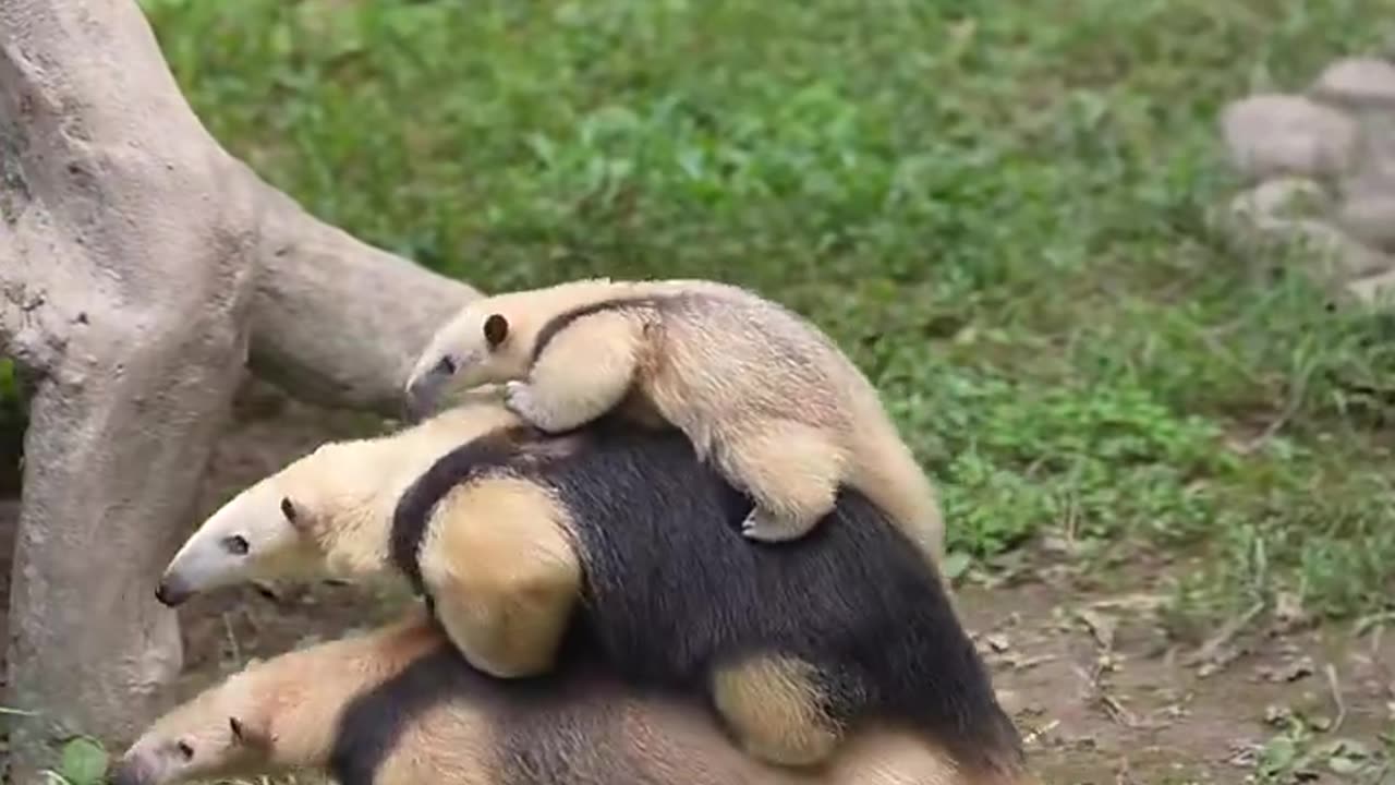 Anteater family - the father carries both his wife and child on his back