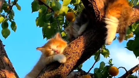 Beautiful Sleeping kitty