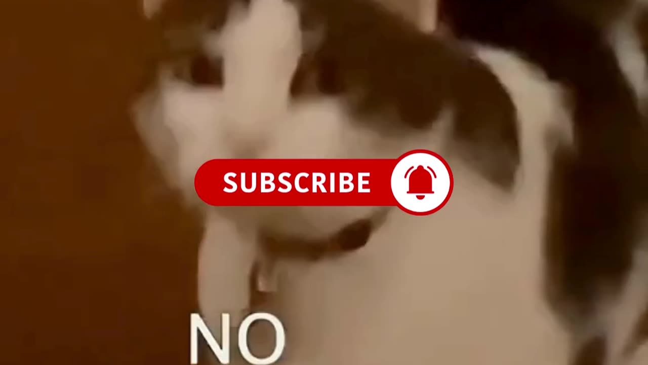 FUNNY ANIMAL COMPILATIONS - PART 13