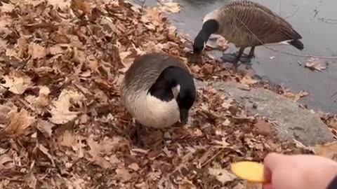 Goose Chases Cracker Across Ice