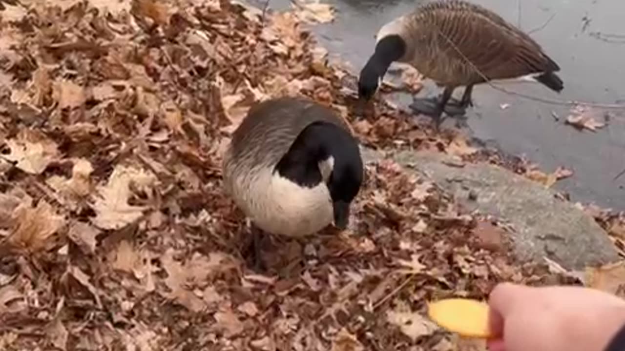 Goose Chases Cracker Across Ice