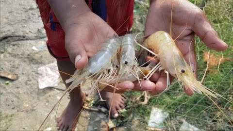 Lobster fish catching hand