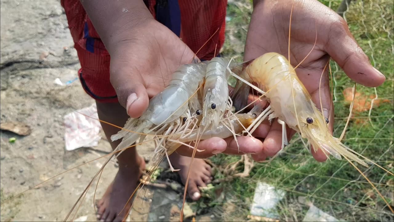Lobster fish catching hand
