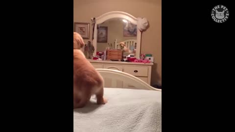 funny confused animal!!!!!!!!