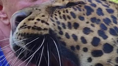 Gentle Leopard