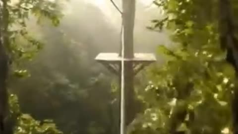 POV: Ziplining Through the Jungle Canopy at Full Speed