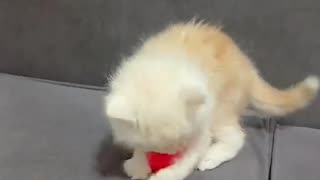 Cute Kitten vs. Tiny Pink Chick: Who Wins? 🐱🐣