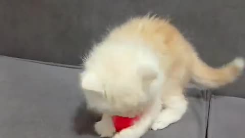 Cute Kitten vs. Tiny Pink Chick: Who Wins? 🐱🐣