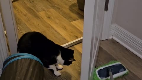 🤣🧹 Hera Bean Startled Herself Chasing the Mop! | FunFM