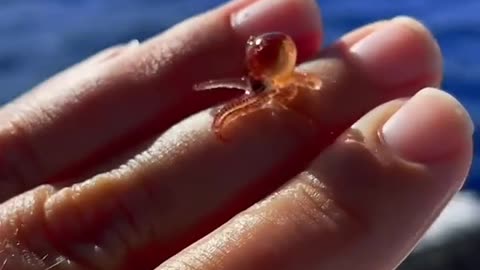 Before VS After Animal Transformation l Amazing Animals Transformation