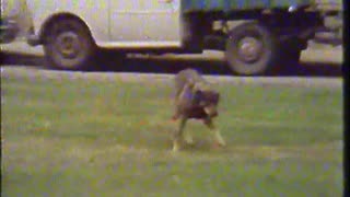 El bromista (Mario David, 1981) - Película completa