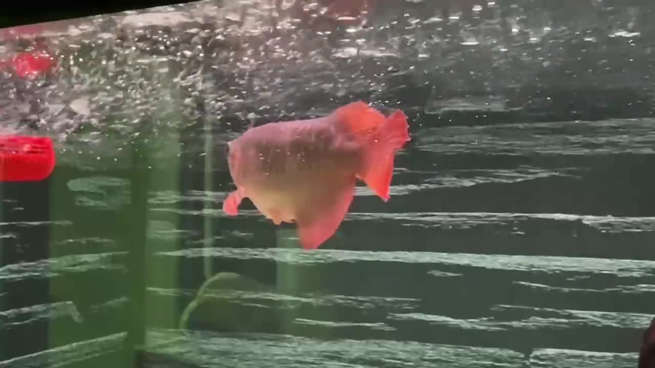 【龍爵士】玩家飼養紀錄 (1)