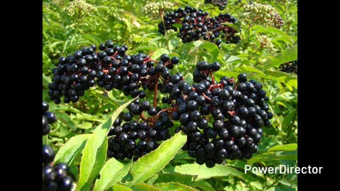 Elderberries