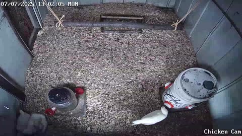 Millar Time Chicken Cam