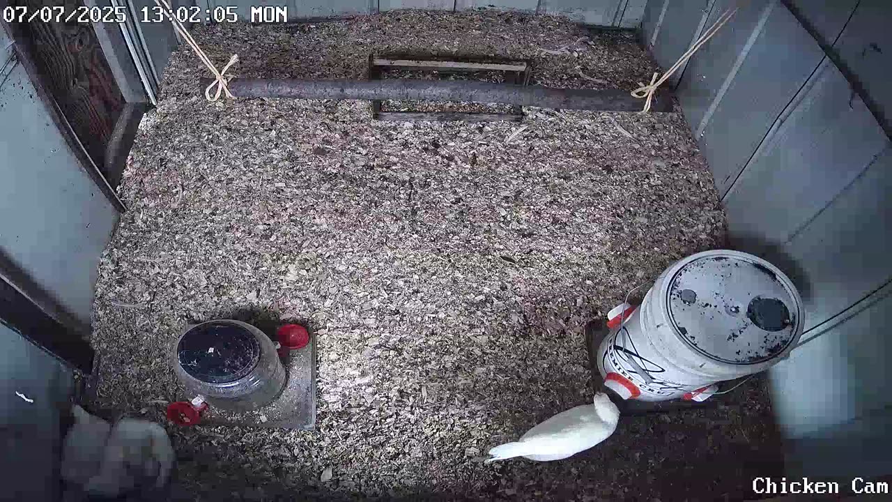 Millar Time Chicken Cam