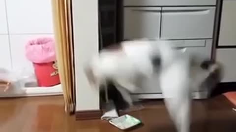 Funny animal Videos🐈🐈🐈‍⬛