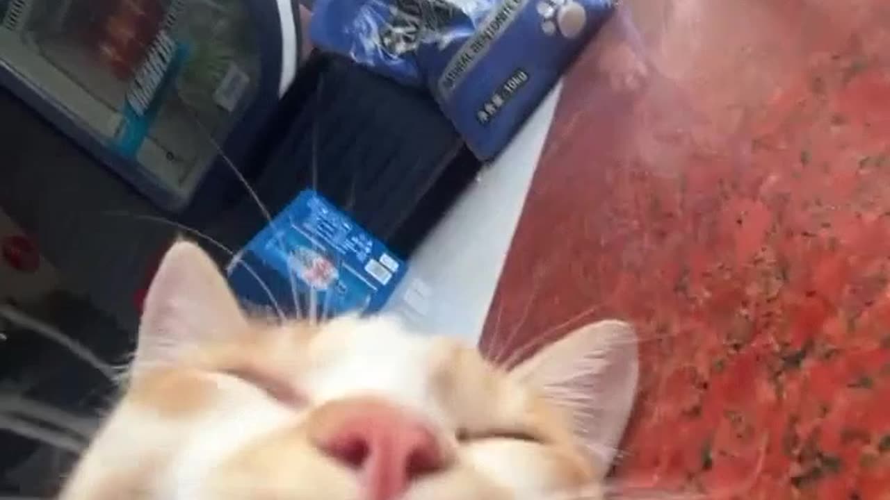 Cute cat relaxing