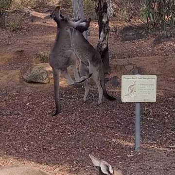 How kangaroos love fighting only in Australia 🇦🇺