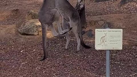 How kangaroos love fighting only in Australia 🇦🇺