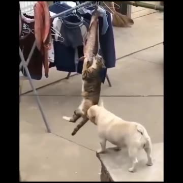 Funny Animals That Will Make You Laugh Out Loud