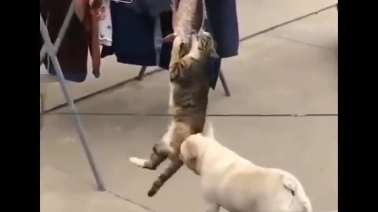 Funny Animals That Will Make You Laugh Out Loud