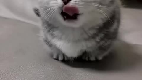 Cats: Always There for Us