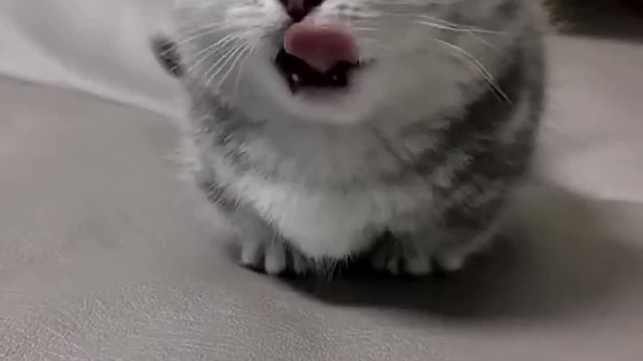 Cats: Always There for Us