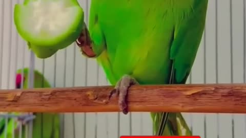 Cut parrot