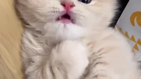 😂🐱 How Did This Cat Come To You? | FunFM