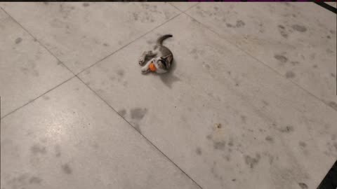 29th July Kitten Vlogs Alt showcasing her Meos'Si dribbling