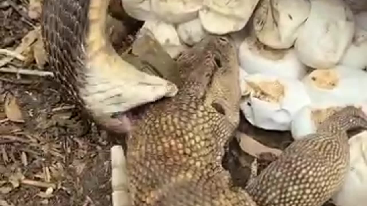 Snake 🐍 Vs Como dragon