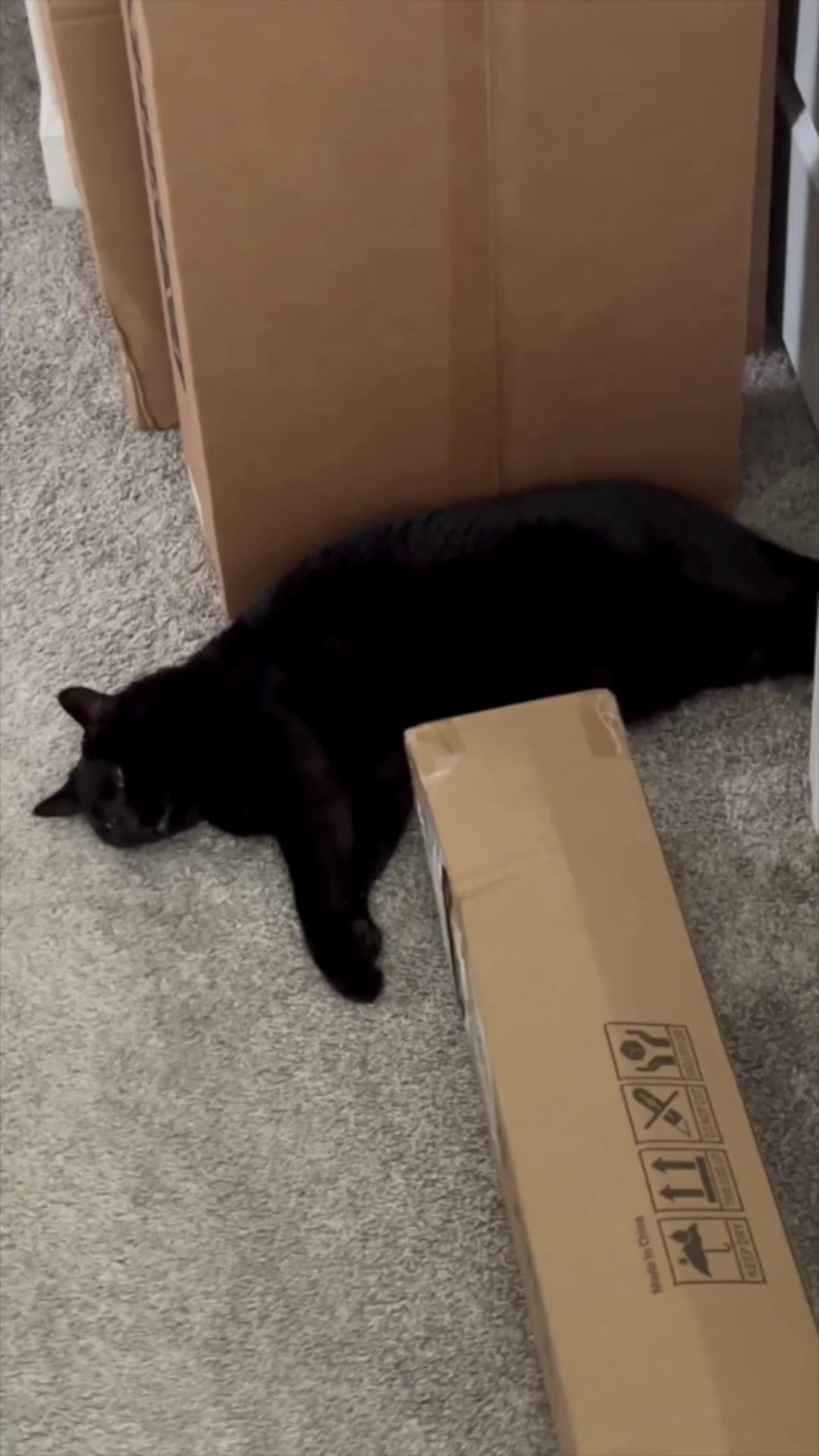 Cute Precious Piper Guards the Shipping Boxes - My Adopted Shelter Cat Vlog #shorts