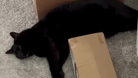 Cute Precious Piper Guards the Shipping Boxes - My Adopted Shelter Cat Vlog #shorts