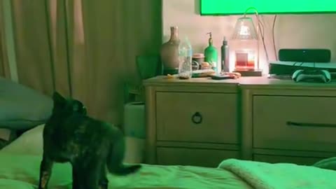 Funny cat